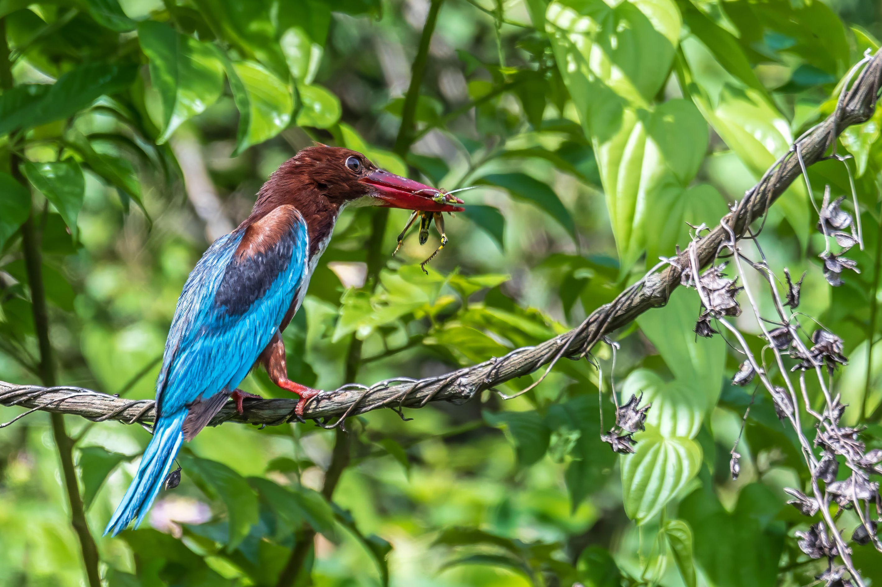 White Throated Kingfisher