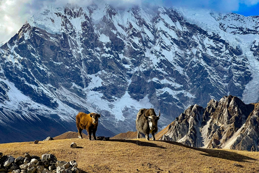 Langtang Valley Trek Nepal – 7 Day Moderate Himalayan Trek
