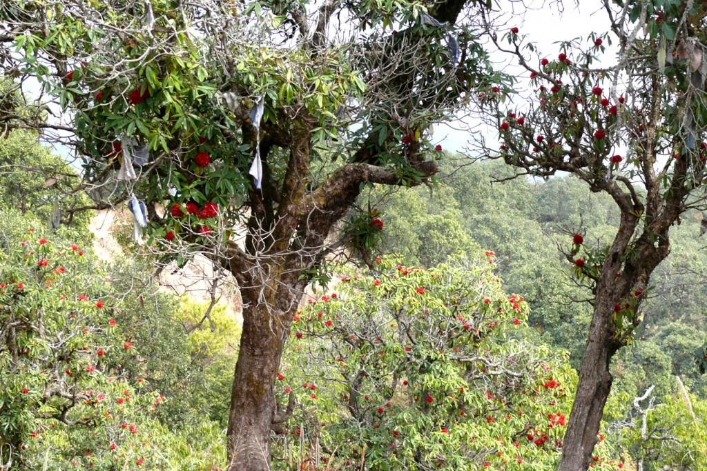 Hike in Nagarjuna - Balaju