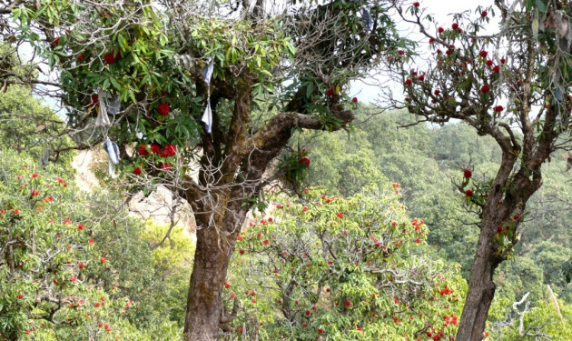 Hike in Nagarjuna - Balaju