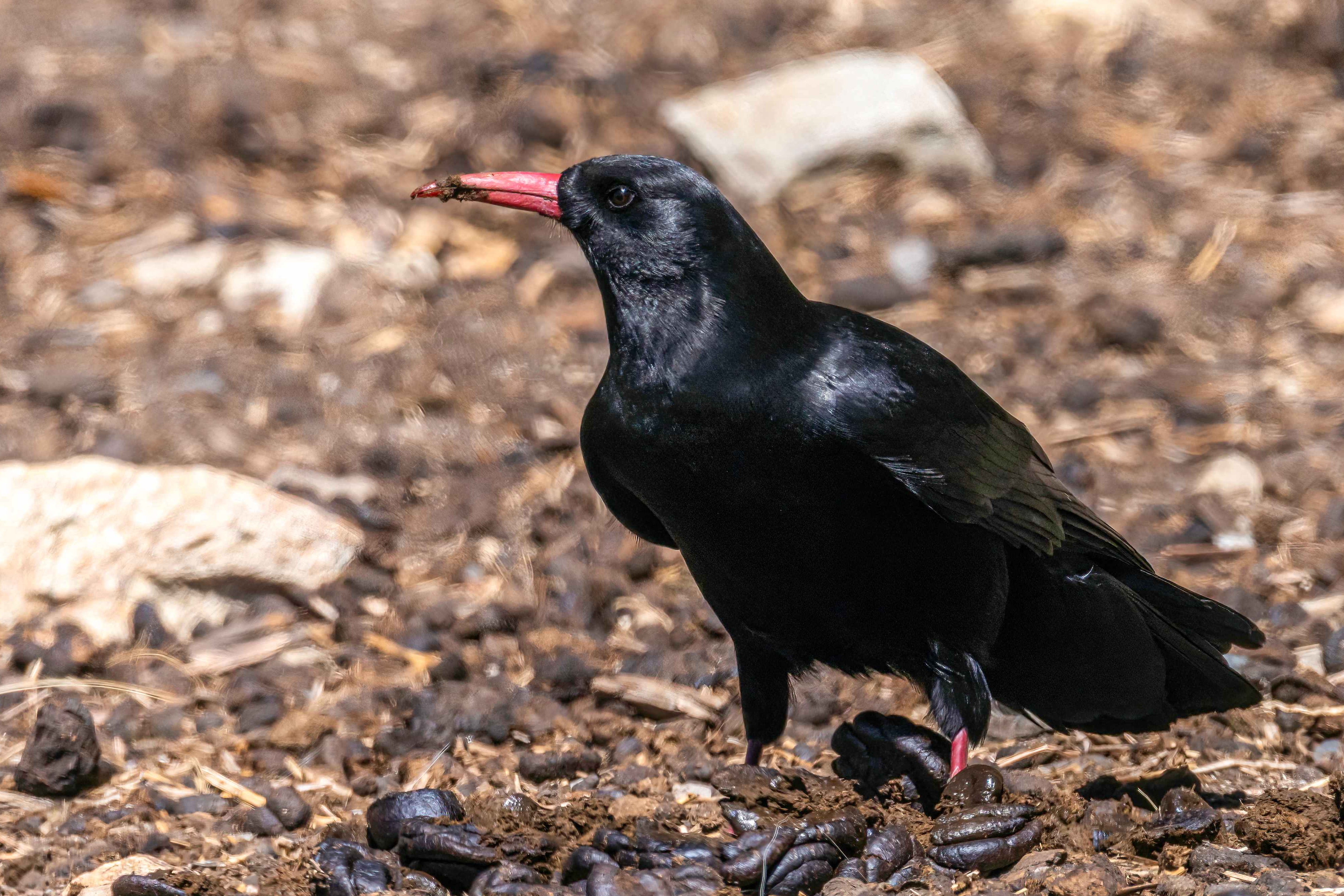 Kaligandaki Valley Birding Trekking