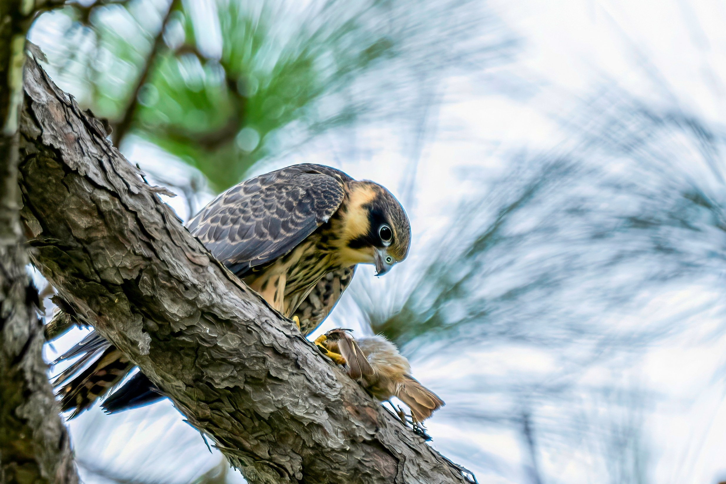 Taudaha Lake and Pharping Bird Watching