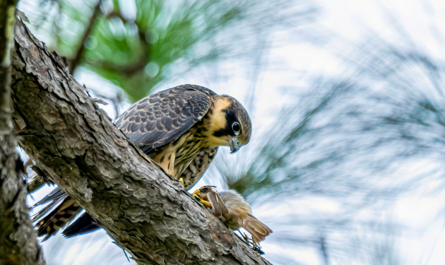 Taudaha Lake and Pharping Bird Watching