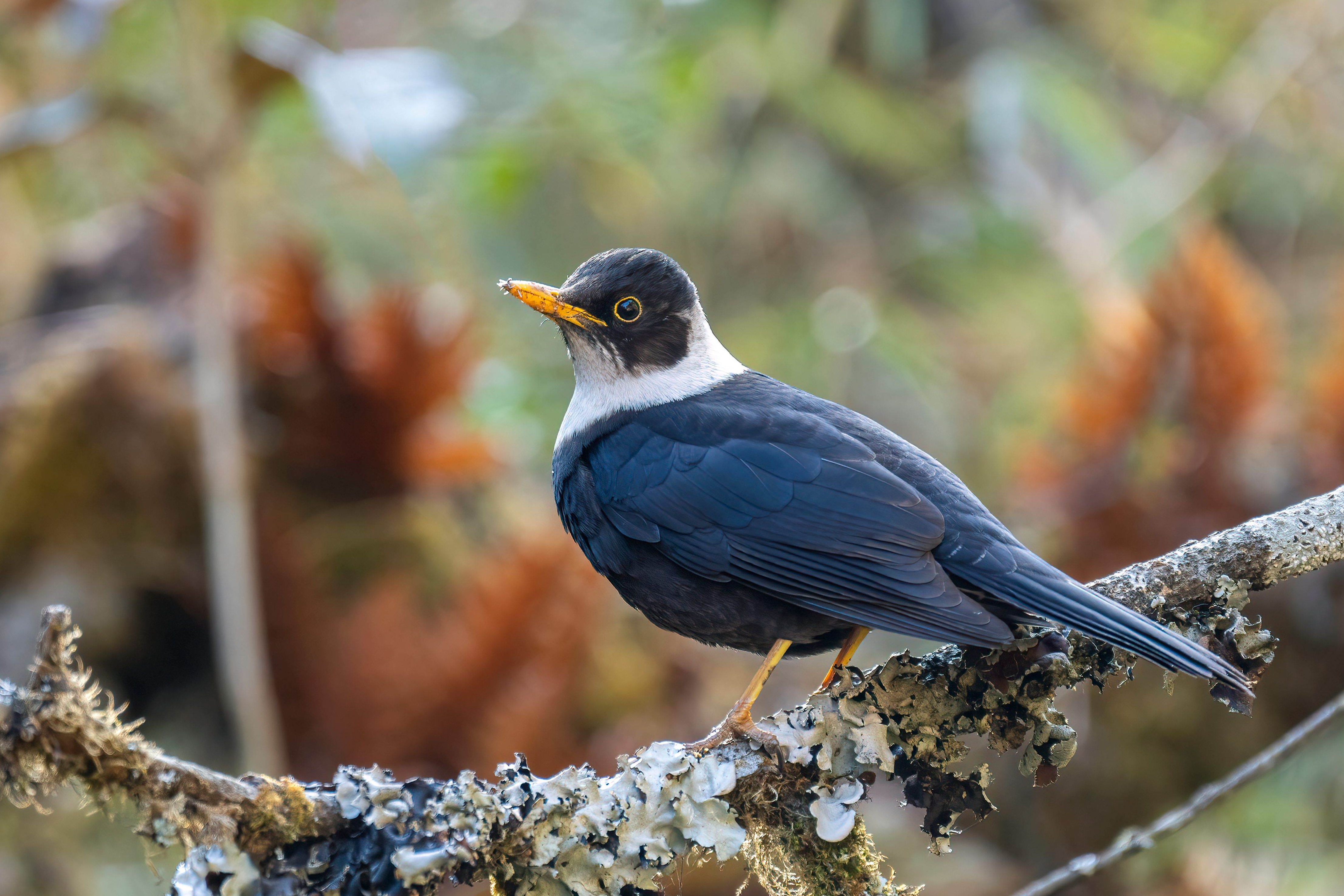 Godawari Birdwatching Tour