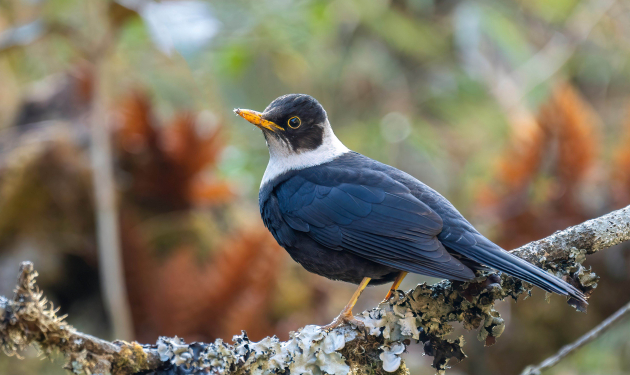 Godawari Birdwatching Tour