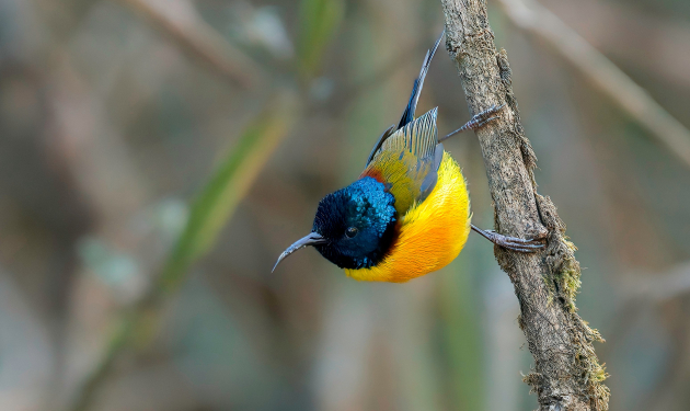 Kathmandu Valley Birding Tour