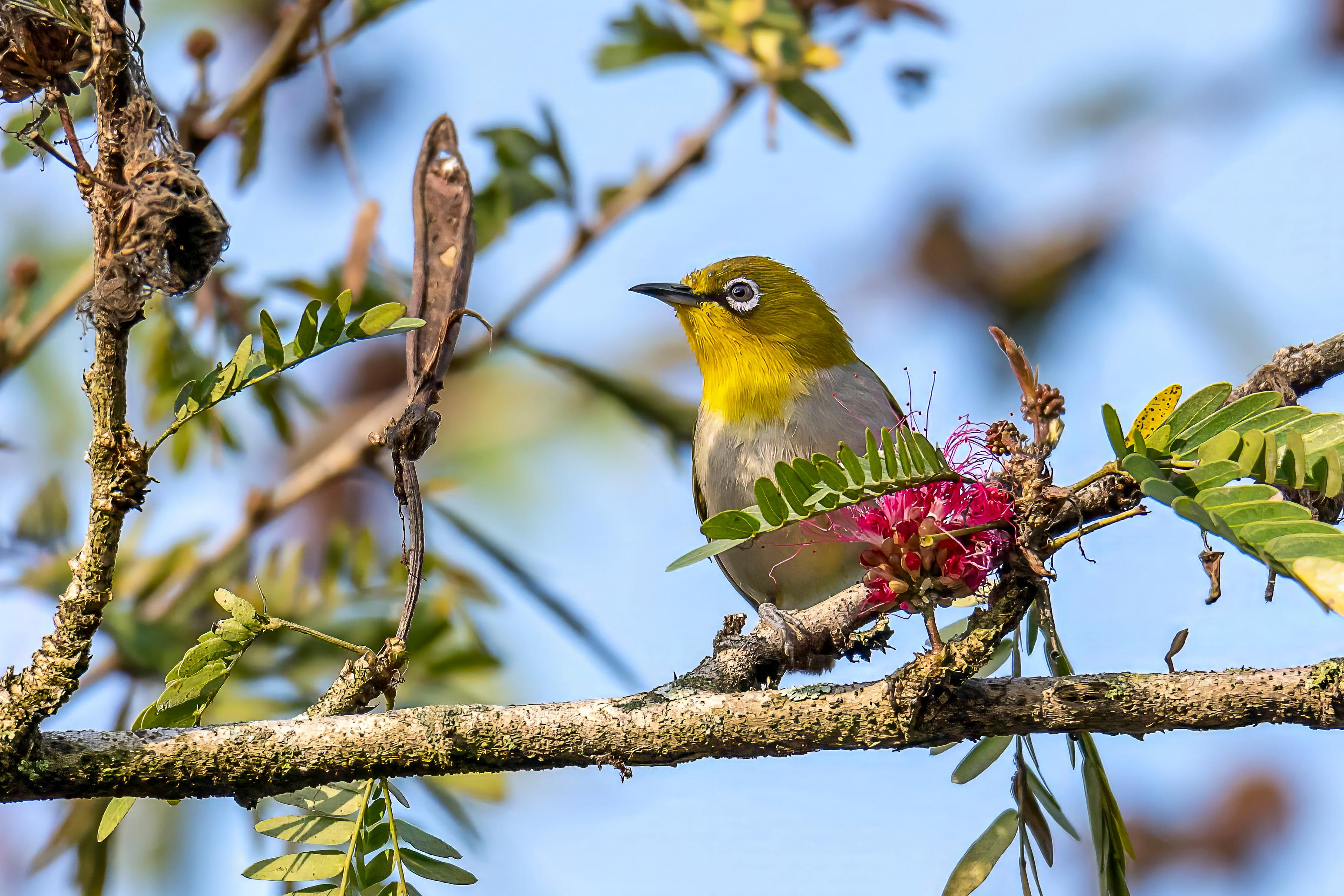 Panchase Danda (hill) Birding Trek