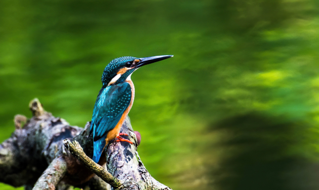 Winter Birding Terai Tour