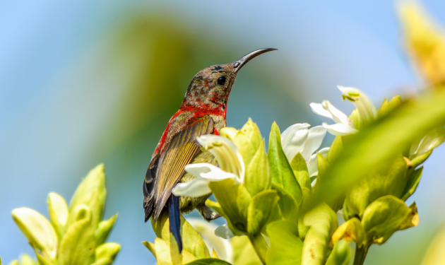 Annapurna Birding Treks