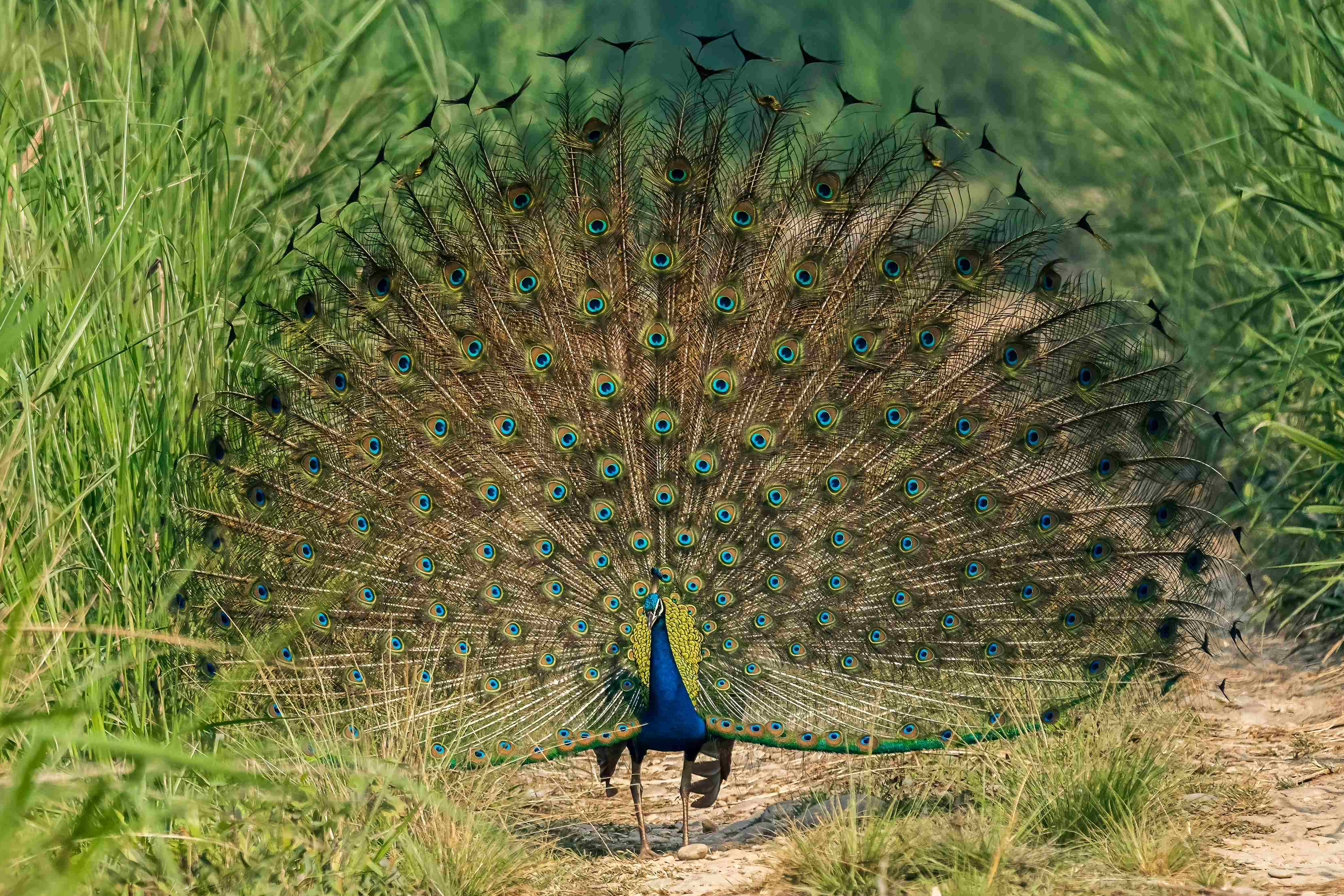 Around Nepal Bird Watching Tour