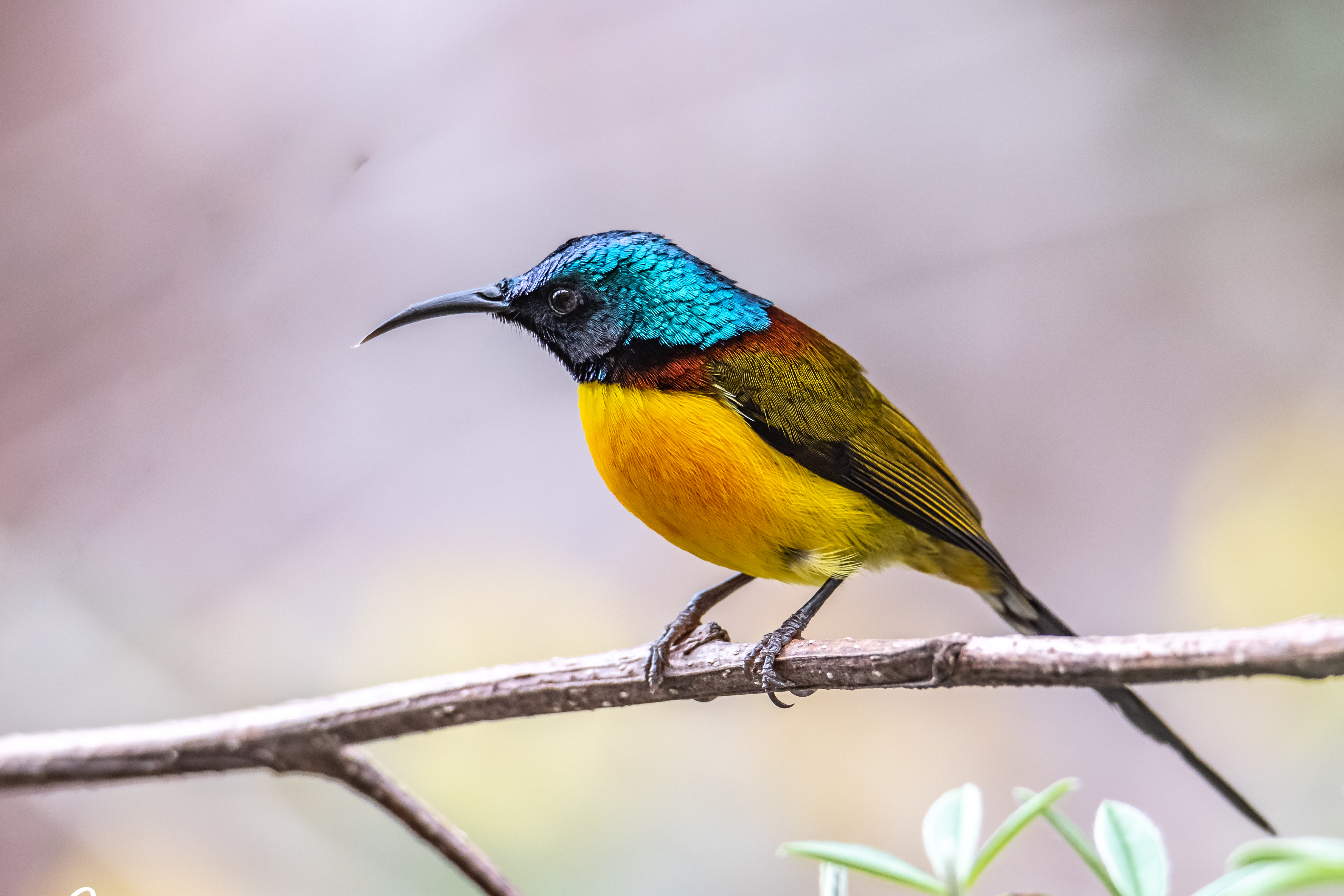 Langtang National Park Birding Tour – 10 days