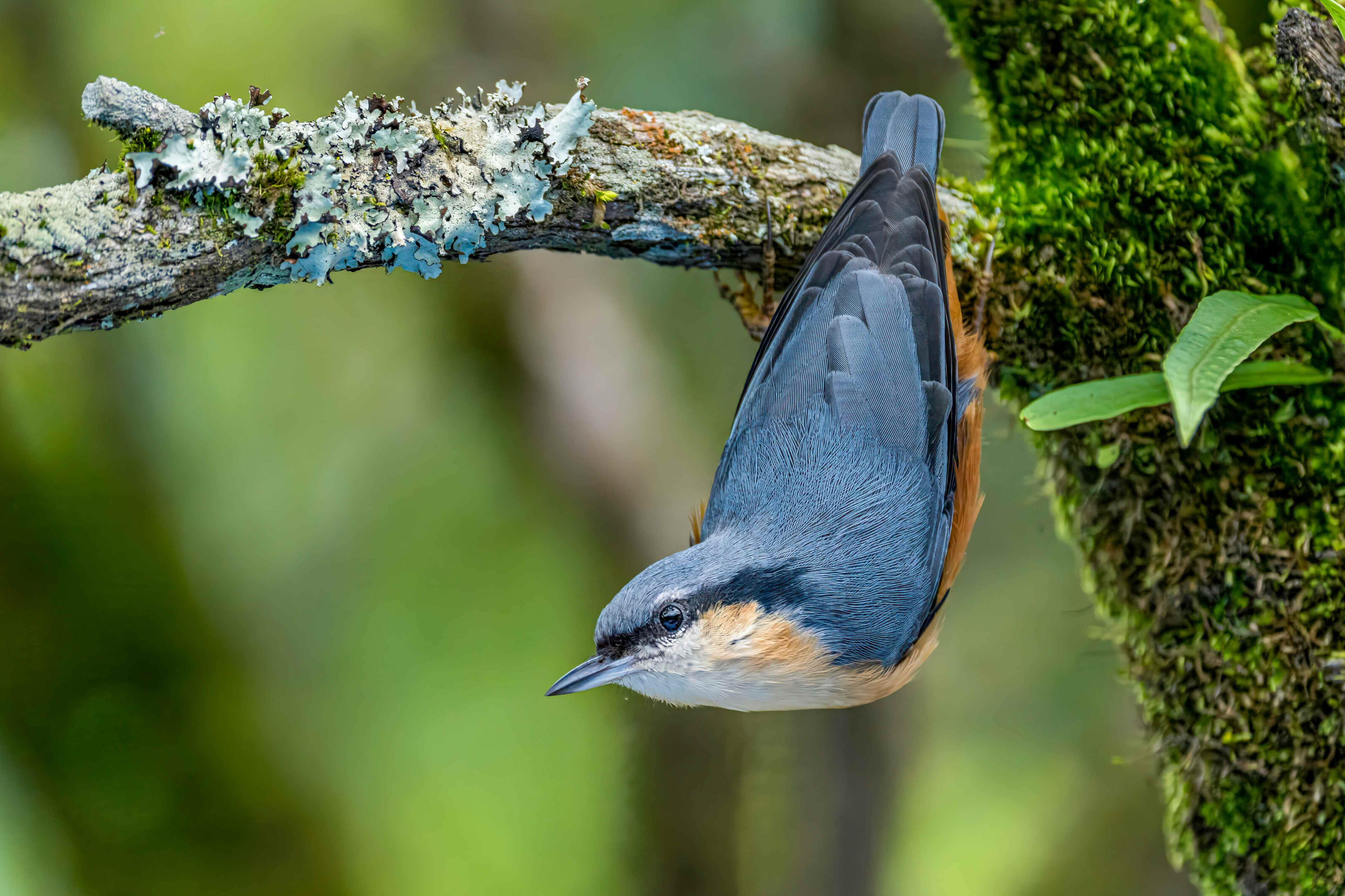 Langtang Valley Birding Tour