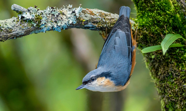 Langtang Valley Birding Tour