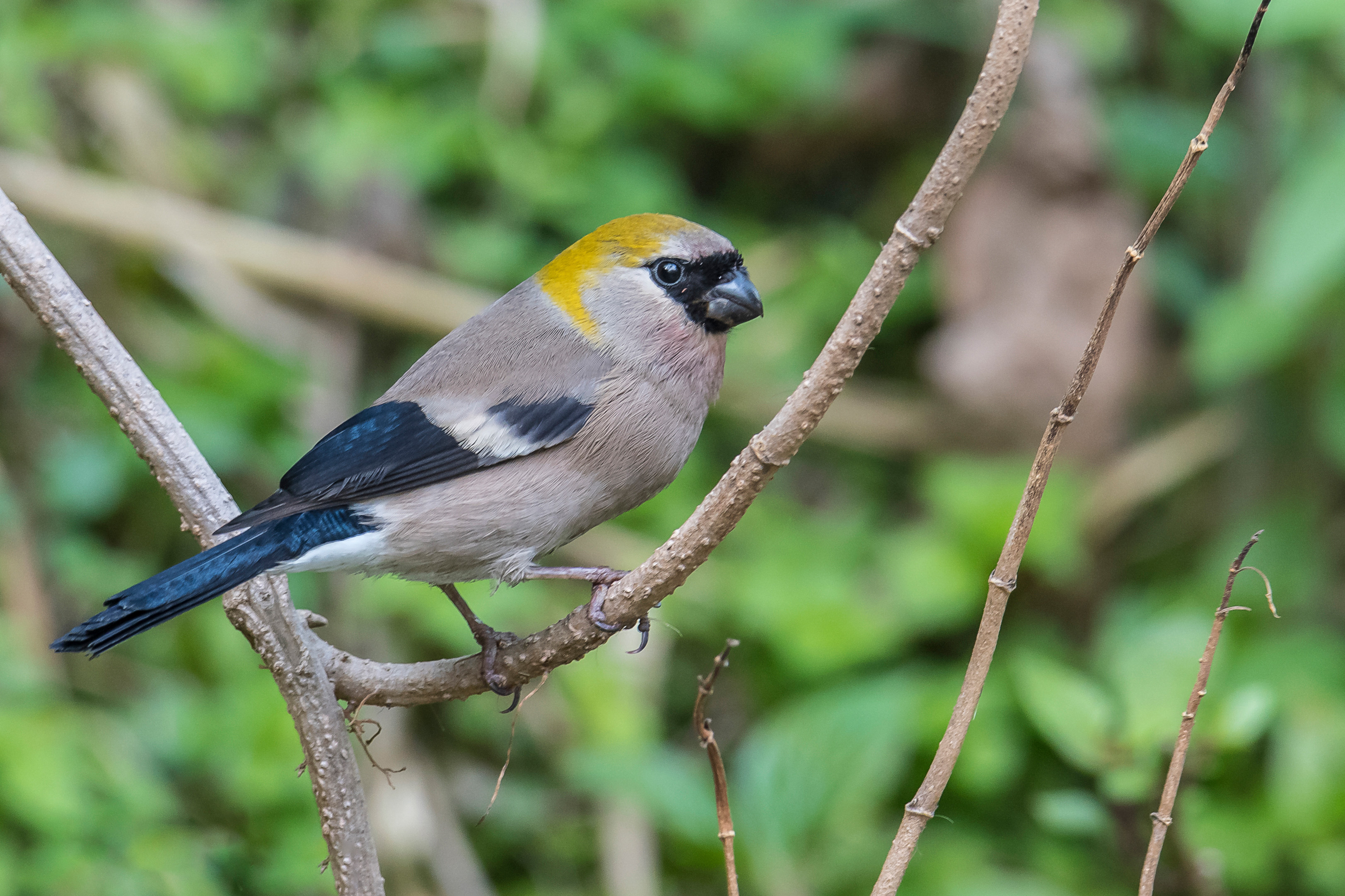 Langtang Helambu Birding Tour