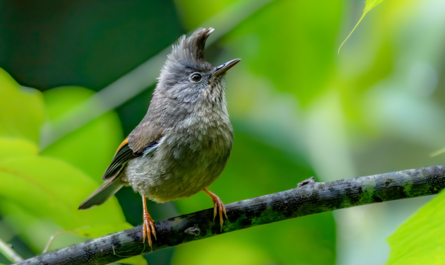 Himalayan Bird Watching Tour