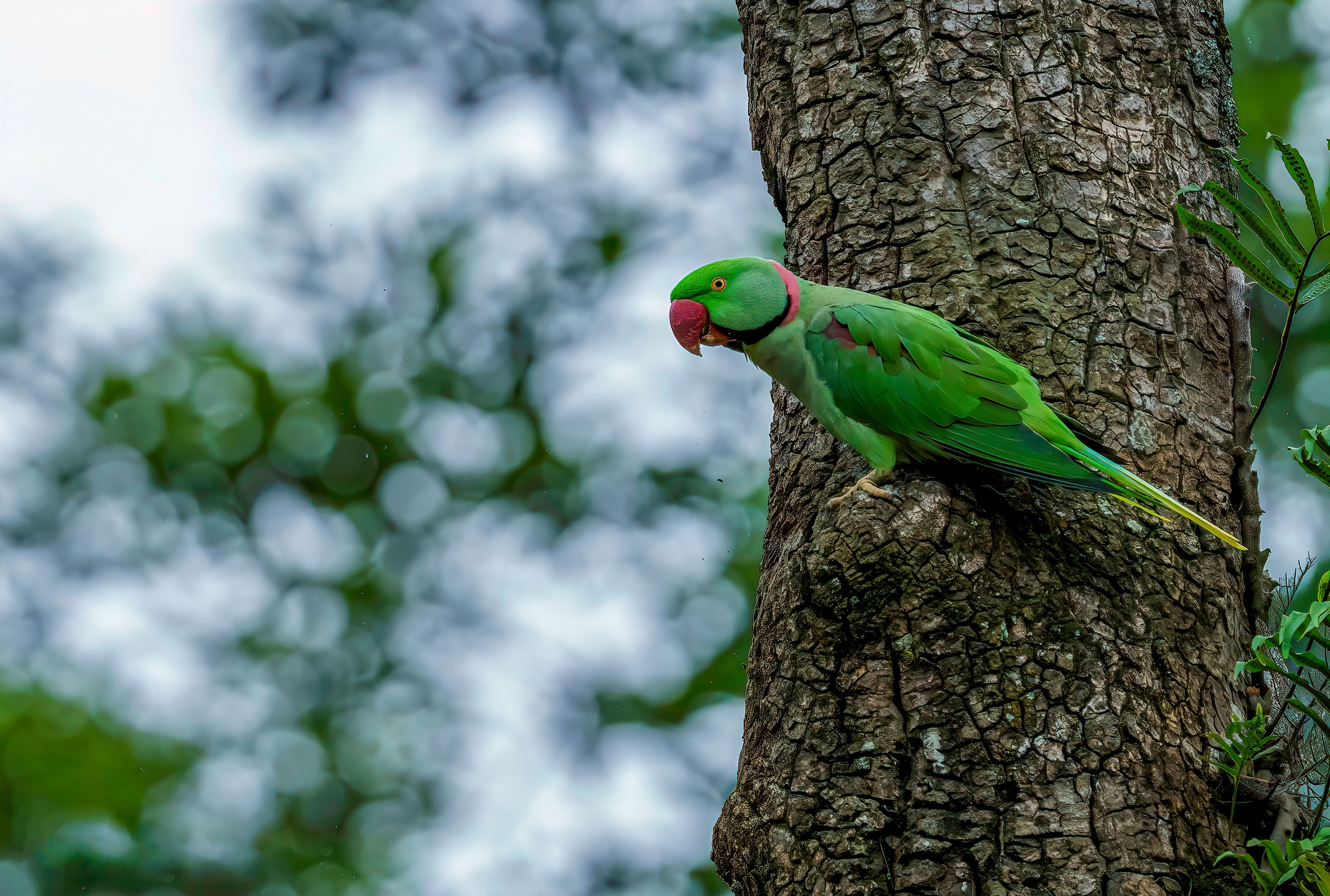 Phulchowki Bird Watching Tour