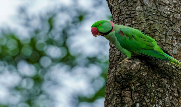 Phulchowki Bird Watching Tour