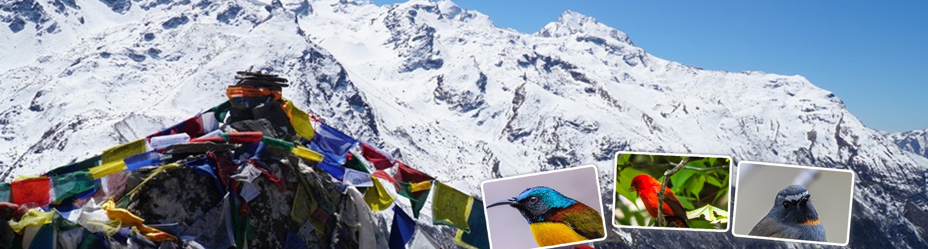 Bird Watching Tour in Langtang Valley - Amazing Experience