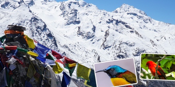 Bird Watching Tour in Langtang Valley - Amazing Experience