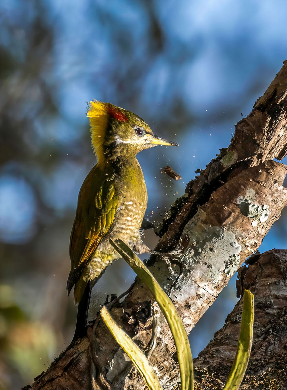 bird watching in kathmandu