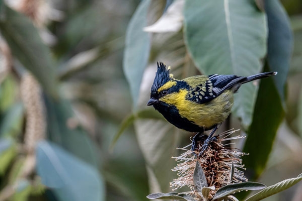 Bird watching in kathmandu