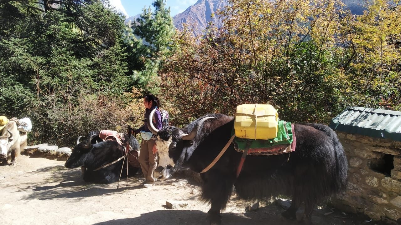 Wildlife of trekking in nepal