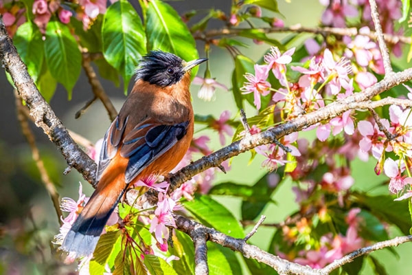 Bird watching in Kathmandu