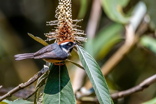 Bird watching in kathmandu