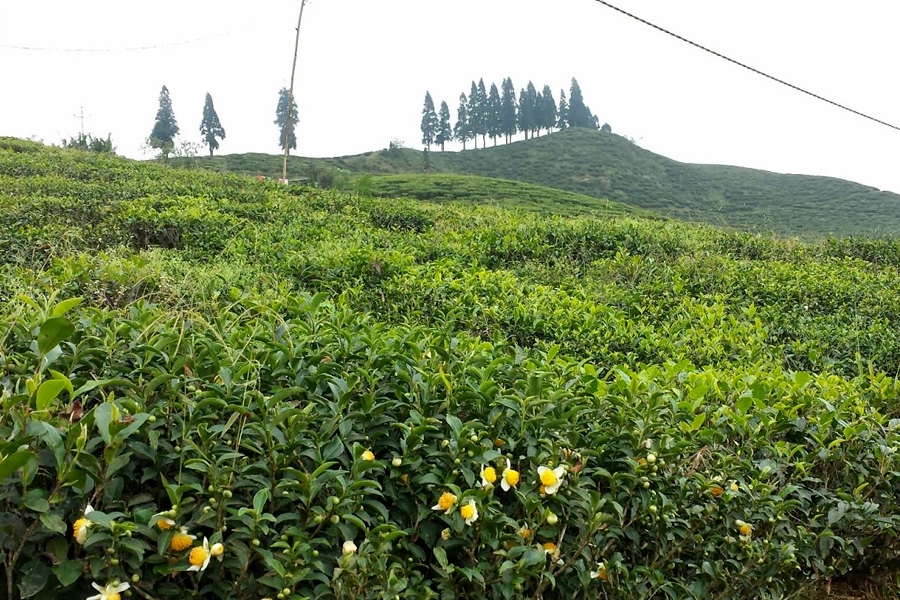 Ilam Hill station Tour