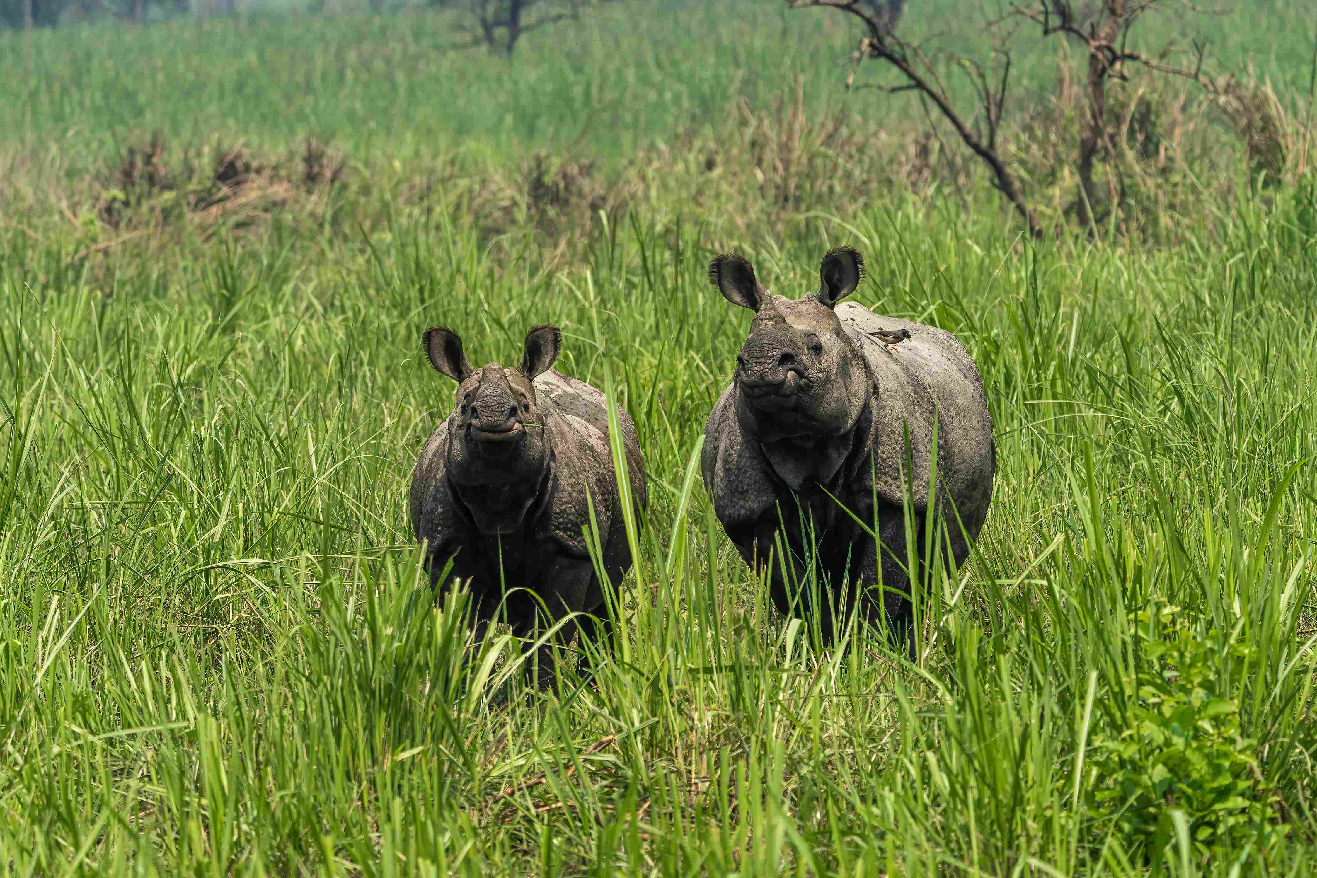 Wildlife and Birding Activities