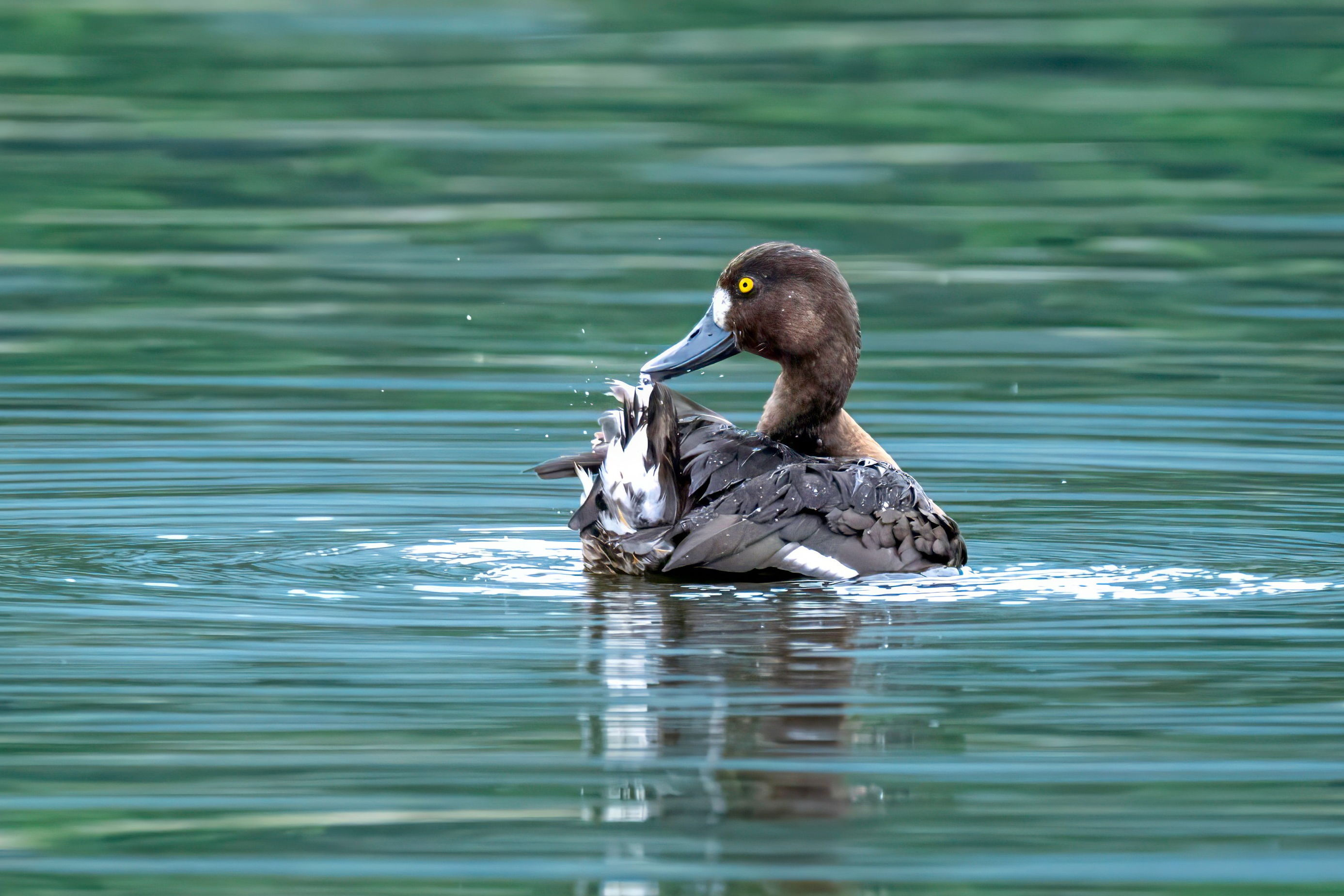 Low-land Nepal Bird Watching Tour