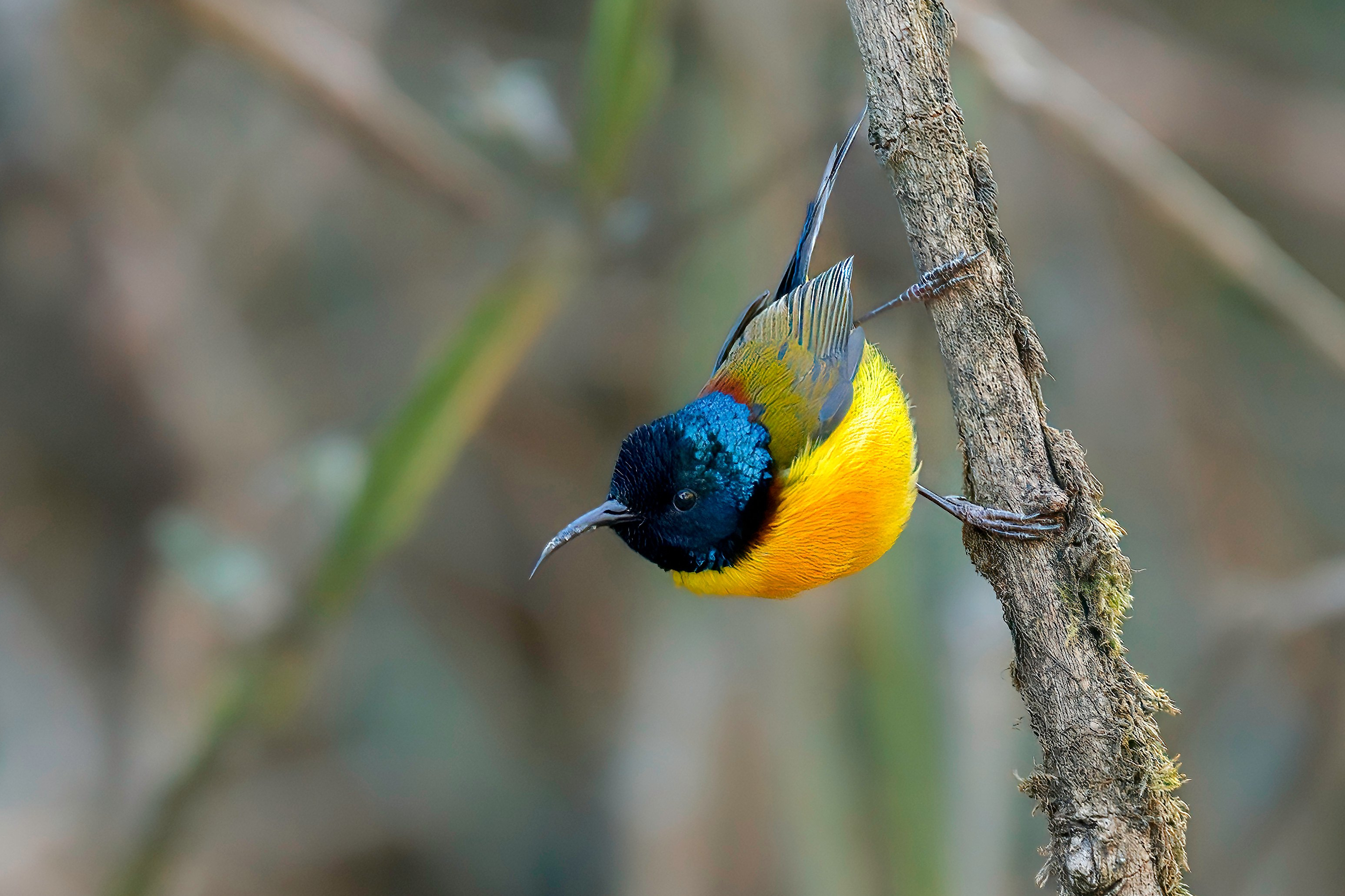 Kathmandu Valley Birding Tour