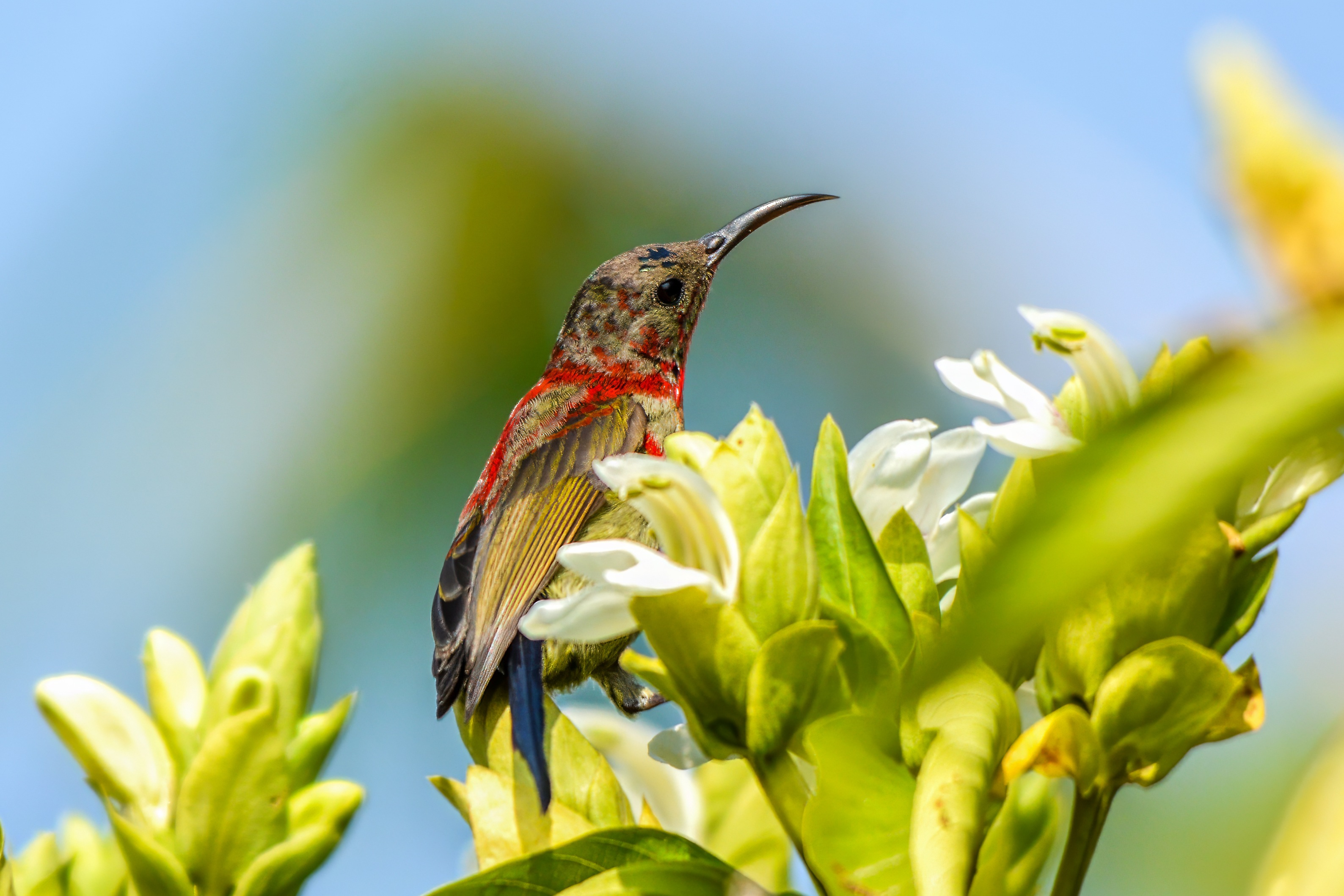 Annapurna Birding Treks