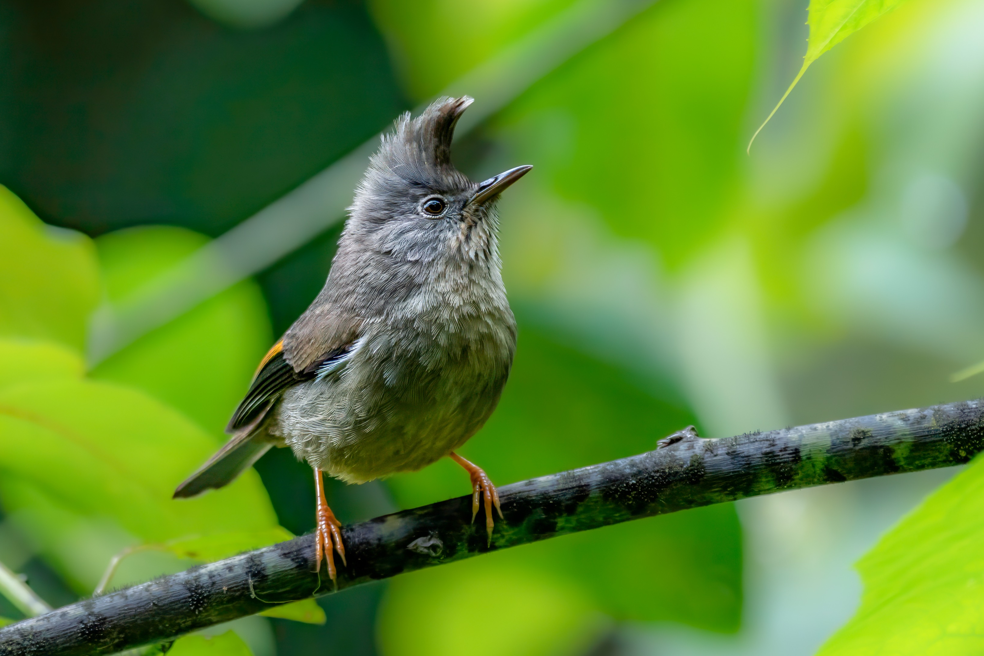 Himalayan Bird Watching Tour