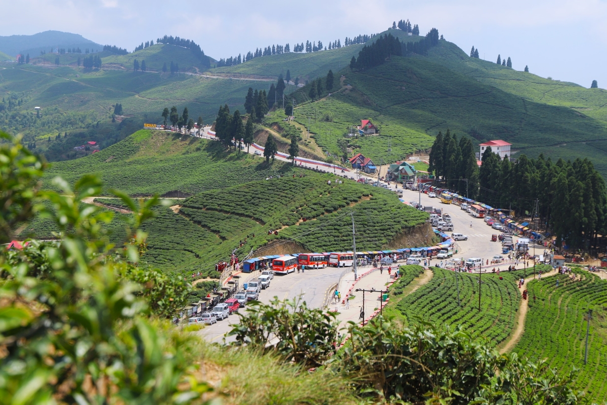 Ilam Tea Garden Trek