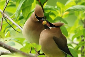 Bird Watching in Bhutan